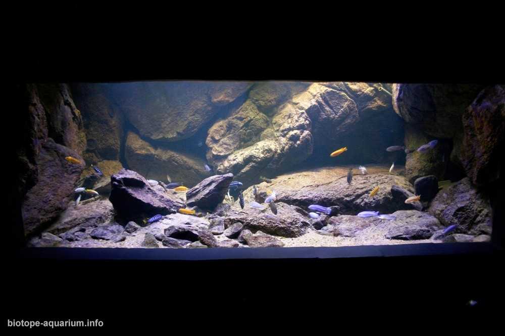 马拉维戈梅的岩石海岸原生缸造景 19年35名