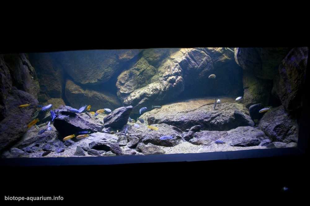 马拉维戈梅的岩石海岸原生缸造景 19年35名