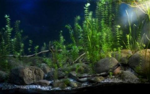 土耳其安塔利亚克尔克格兹泉的茂密植被区原生缸造景19年37名