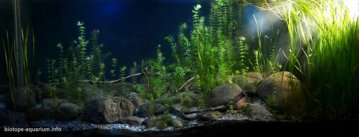土耳其安塔利亚克尔克格兹泉的茂密植被区原生缸造景19年37名