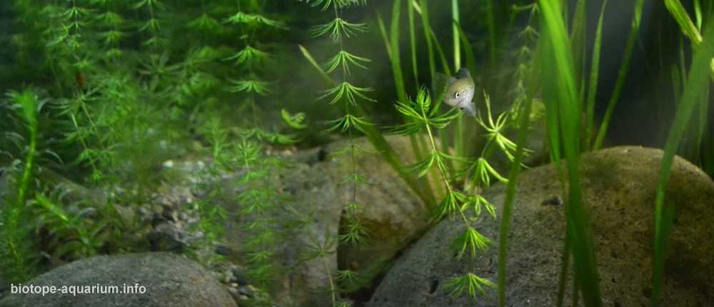 土耳其安塔利亚克尔克格兹泉的茂密植被区原生缸造景19年37名