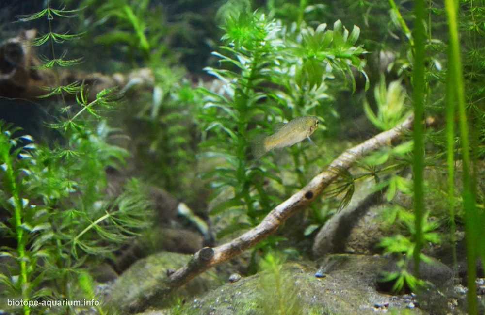 土耳其安塔利亚克尔克格兹泉的茂密植被区原生缸造景19年37名
