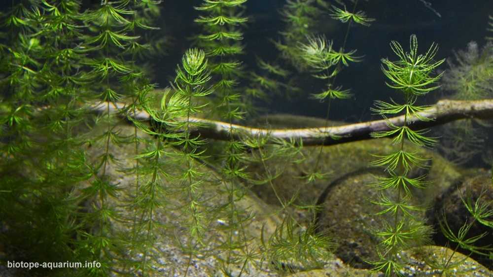 土耳其安塔利亚克尔克格兹泉的茂密植被区原生缸造景19年37名