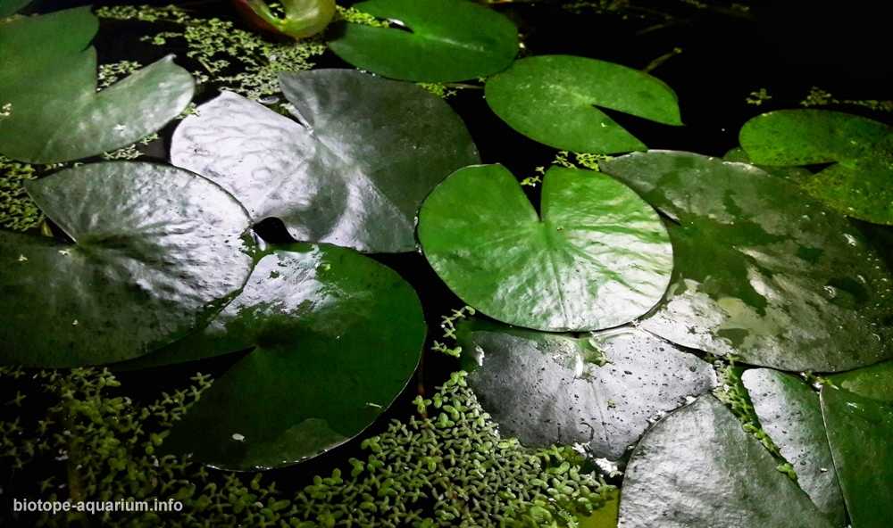土耳其安塔利亚克尔克格兹泉的茂密植被区原生缸造景19年37名