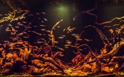 巴西考雷斯河支流原生缸造景19年39名