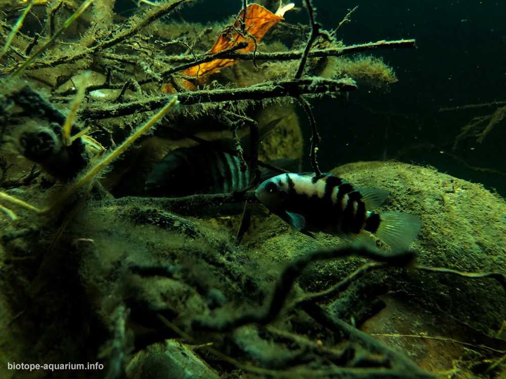 太平洋沿岸的尼加拉瓜湖原生缸造景 19年40名