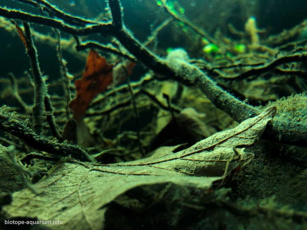 太平洋沿岸的尼加拉瓜湖原生缸造景 19年40名