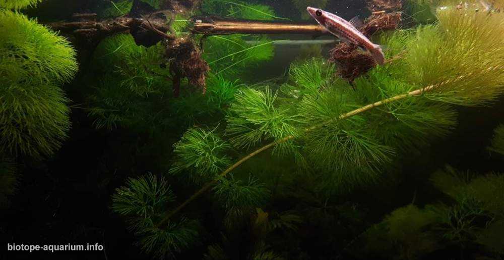 委内瑞拉莫里切棕榈绿洲浅水池塘原生缸造景19年41名