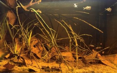 委内瑞拉阿塔巴波河下游的森林浅水区原生缸造景 19年42名
