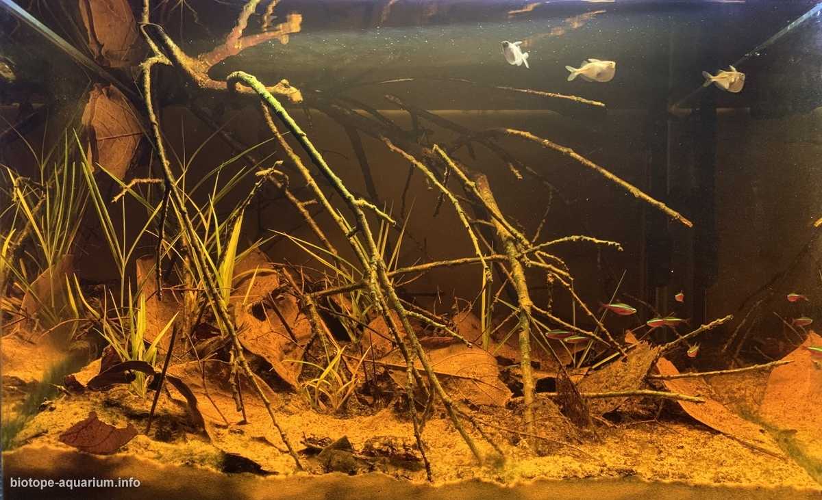 委内瑞拉阿塔巴波河下游的森林浅水区原生缸造景 19年42名
