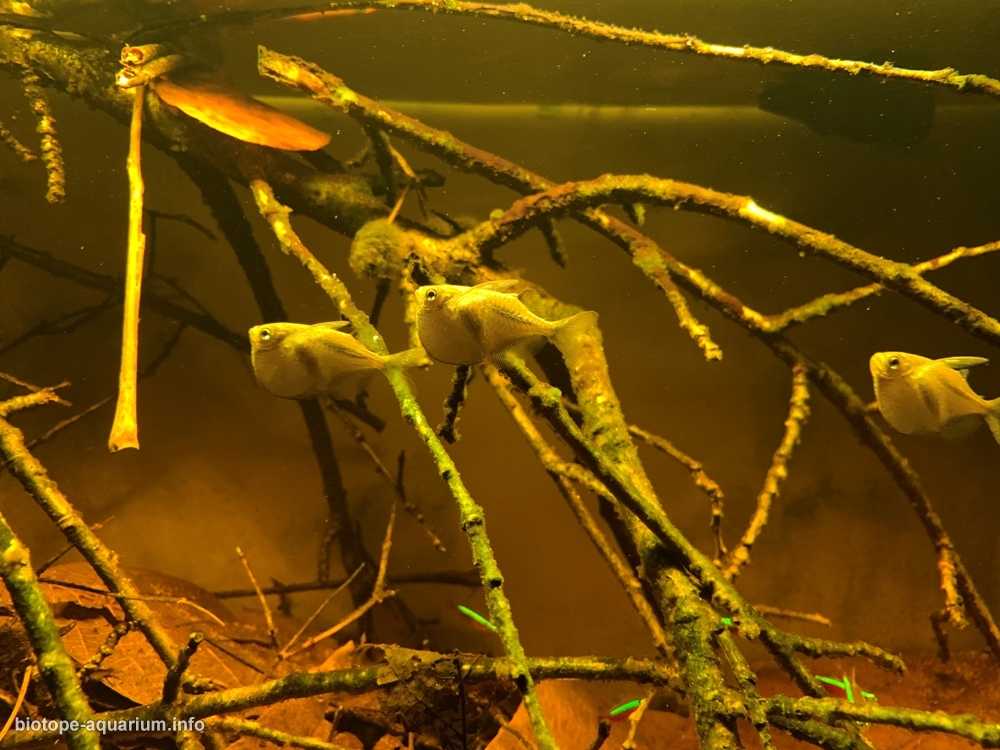 委内瑞拉阿塔巴波河下游的森林浅水区原生缸造景 19年42名
