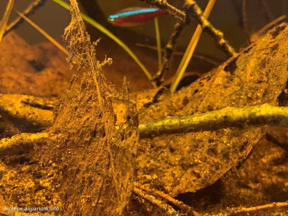 委内瑞拉阿塔巴波河下游的森林浅水区原生缸造景 19年42名
