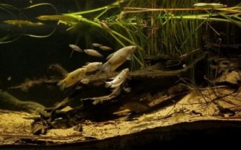越南湄公河三角洲湖泊生态系统原生缸造景 19年43名