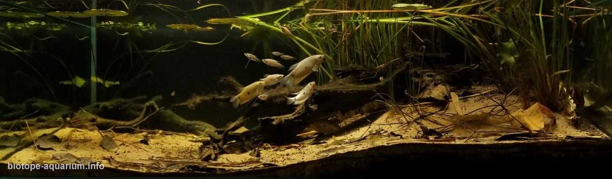 越南湄公河三角洲湖泊生态系统原生缸造景 19年43名