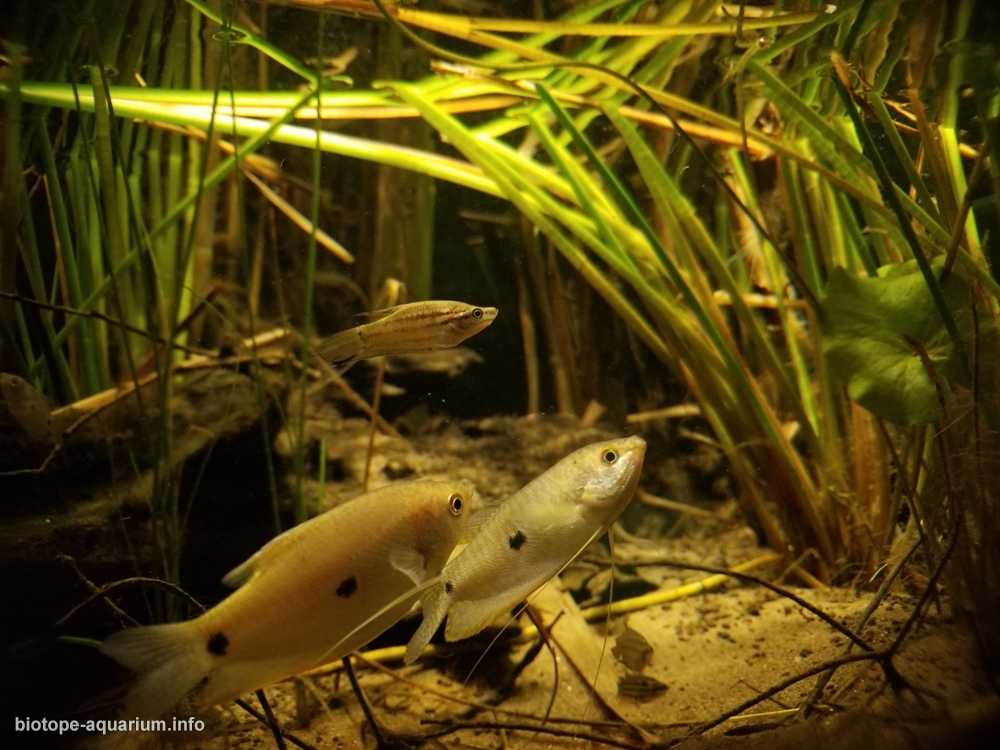 越南湄公河三角洲湖泊生态系统原生缸造景 19年43名