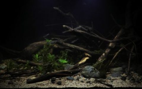 俄罗斯附近的快速水流河原生缸造景 19年44名