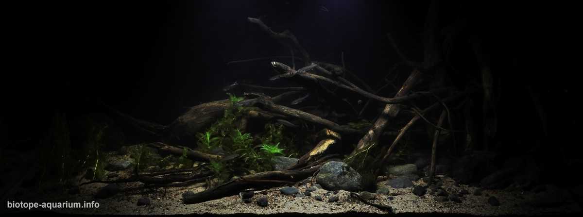俄罗斯附近的快速水流河原生缸造景 19年44名