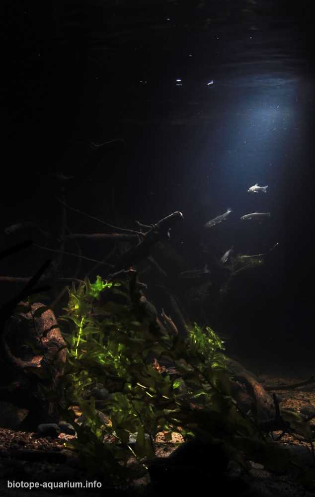 俄罗斯附近的快速水流河原生缸造景 19年44名