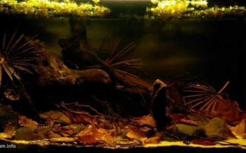 秘鲁尤里马瓜斯附近沙努西河的小型支流原生缸造景 19年45名