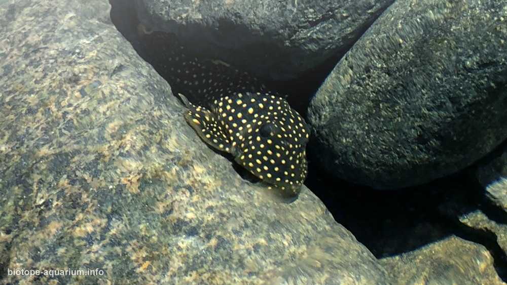 巴西帕拉州欣古河丽塔沟旱季的浅溪原生缸造景 19年47名