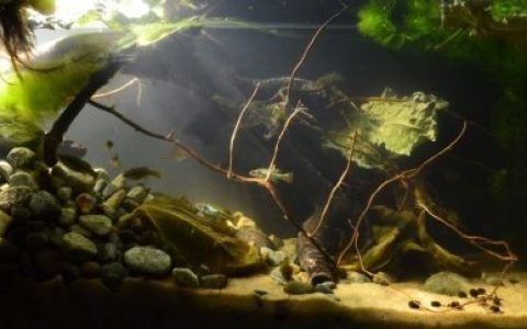 墨西哥哈阿梅卡河浅滩原生缸造景19年49名
