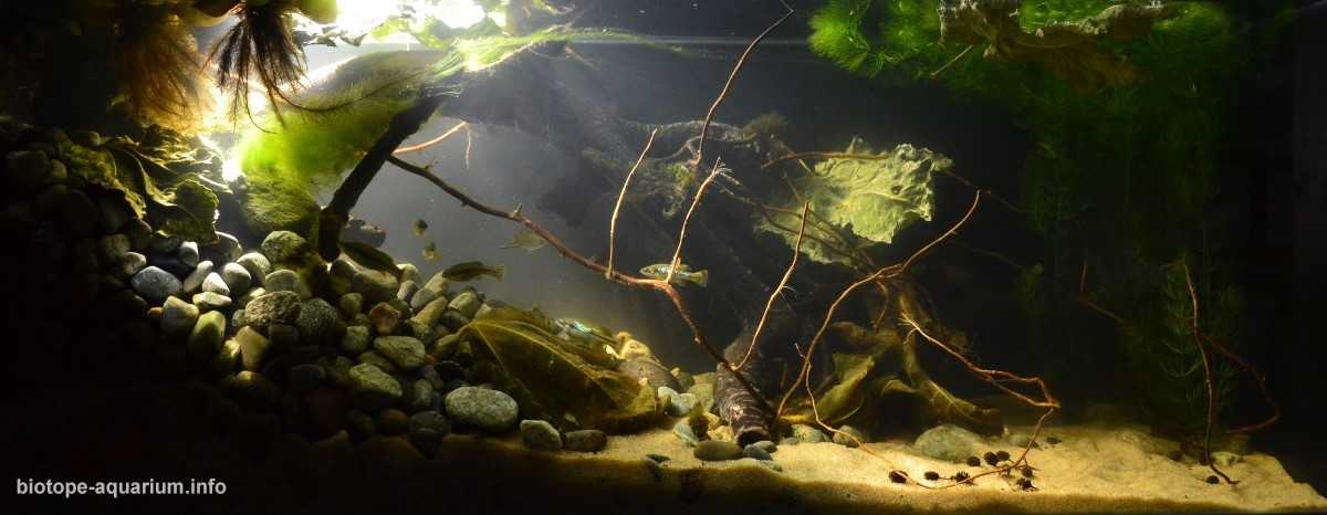墨西哥哈阿梅卡河浅滩原生缸造景19年49名