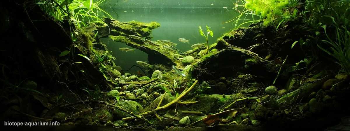 印尼旱季的拉赫塔武库杜斯河原生缸造景 19年第50名