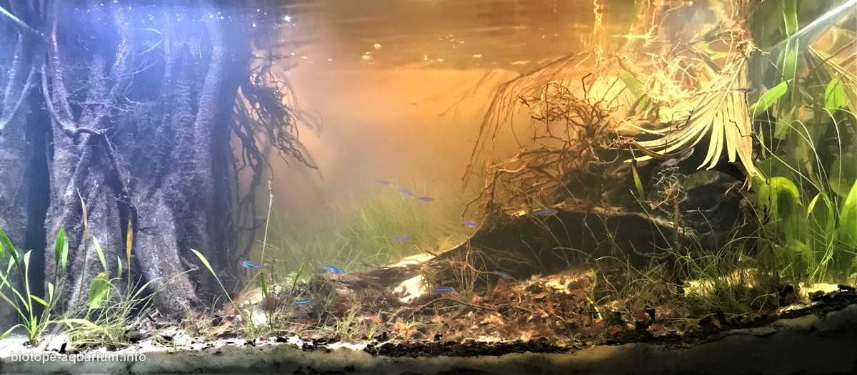 巴西乌阿佩斯河的洪泛平原 原生缸造景19年51名