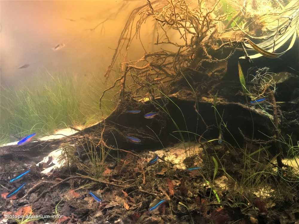 巴西乌阿佩斯河的洪泛平原 原生缸造景19年51名
