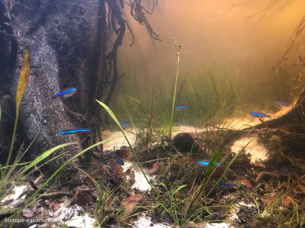 巴西乌阿佩斯河的洪泛平原 原生缸造景19年51名
