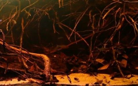 巴西巴瑟洛斯附近小森林溪流原生缸造景 19年52名