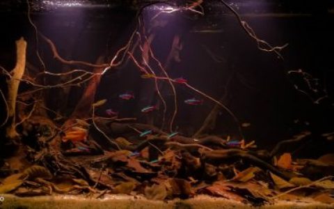 巴西乌尼尼河与阿瓜普雷塔溪汇流处的淹没森林原生缸造景 19年53名