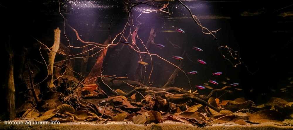 巴西乌尼尼河与阿瓜普雷塔溪汇流处的淹没森林原生缸造景 19年53名