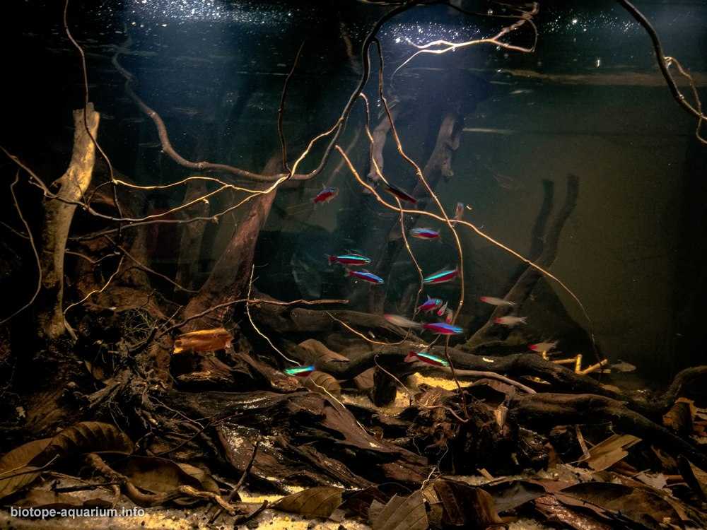 巴西乌尼尼河与阿瓜普雷塔溪汇流处的淹没森林原生缸造景 19年53名
