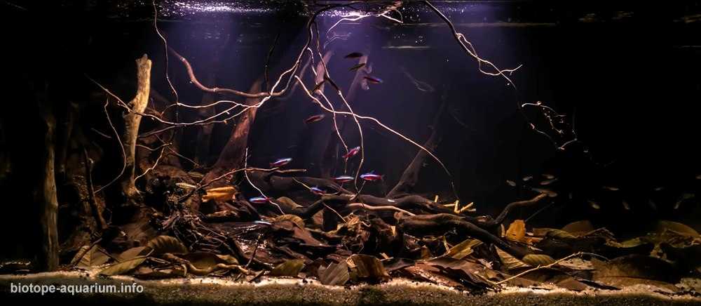 巴西乌尼尼河与阿瓜普雷塔溪汇流处的淹没森林原生缸造景 19年53名