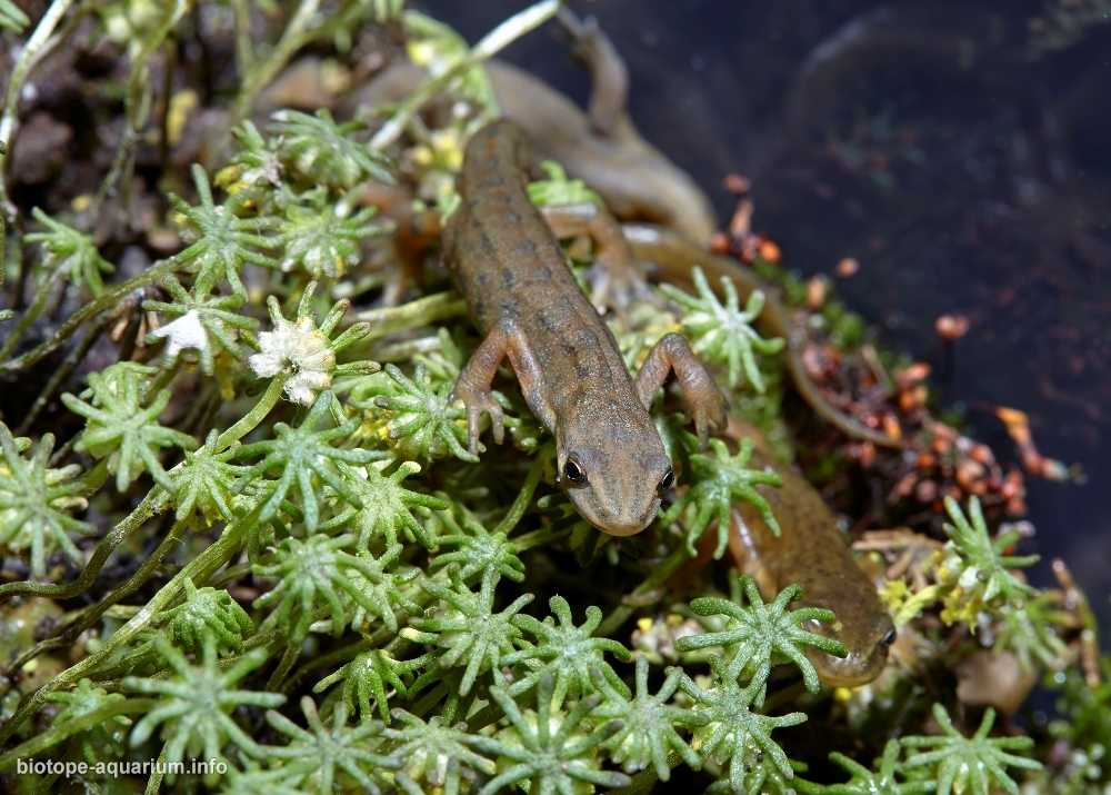 俄罗斯正在干涸的路边排水沟原生缸造景19年54名