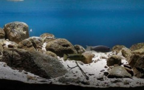 坦噶尼喀湖坎布温巴附近的浅水岩石栖息地原生缸造景 19年55名