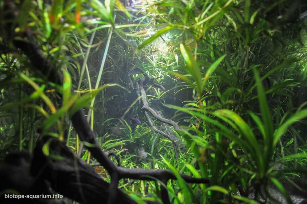 玻利维亚瓜波雷河沿海区域原生缸造景 19年58名
