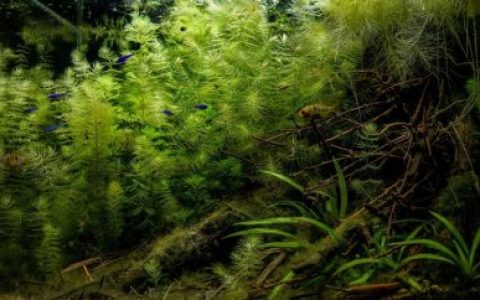 委内瑞拉莫里查尔拉戈河原生缸造景19年60名