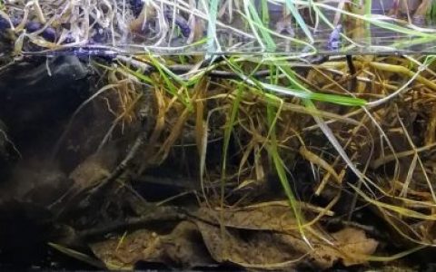 泰国汶干府邦孔隆湖原生缸造景19年60名