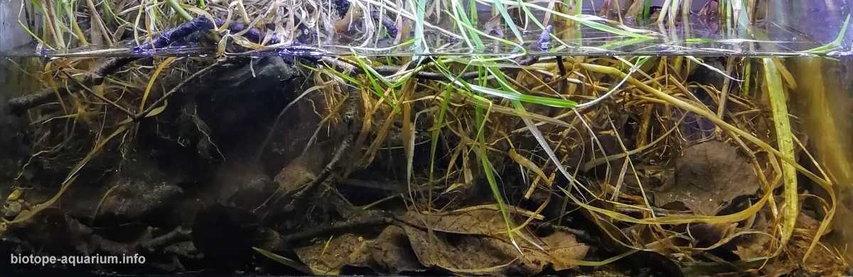 泰国汶干府邦孔隆湖原生缸造景19年60名