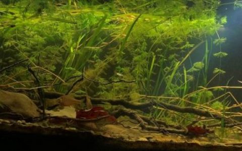 土耳其菲里奥斯河的沉积区原生缸造景 19年61名