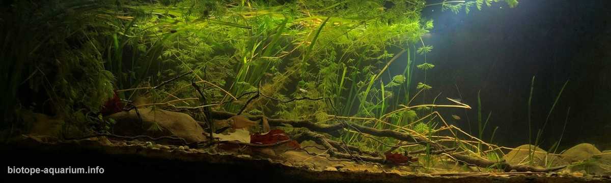 土耳其菲里奥斯河的沉积区原生缸造景 19年61名