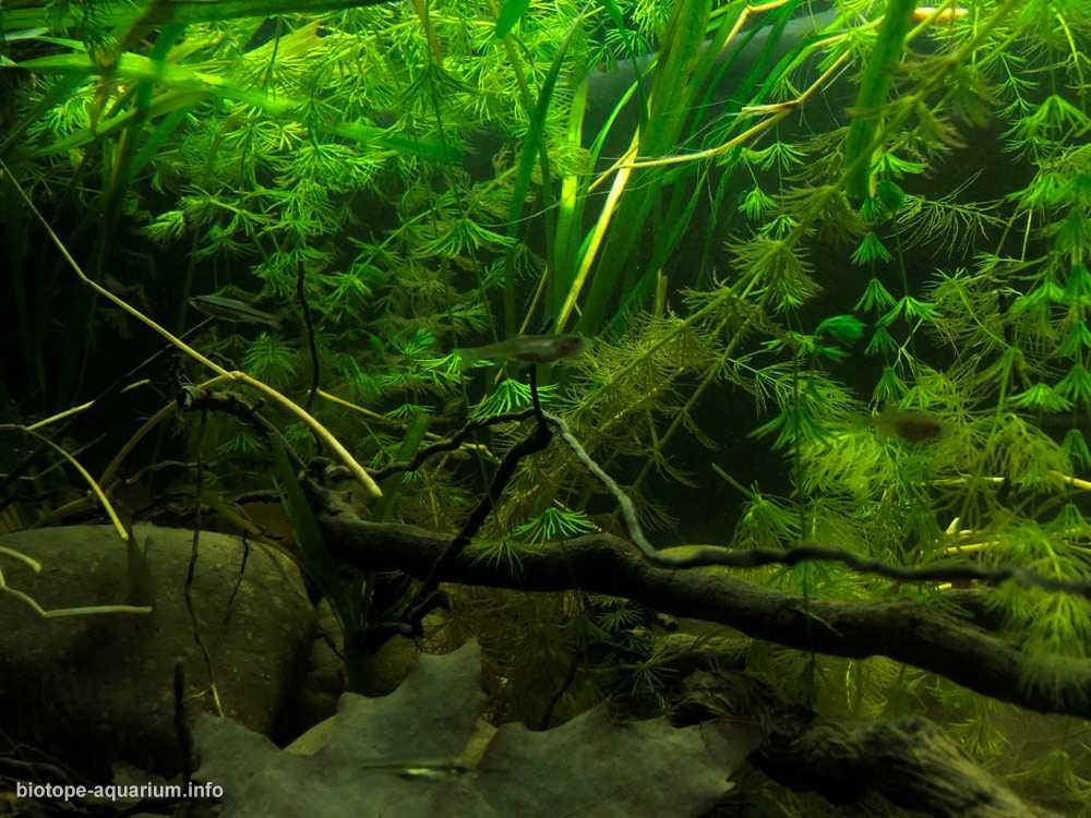 土耳其菲里奥斯河的沉积区原生缸造景 19年61名