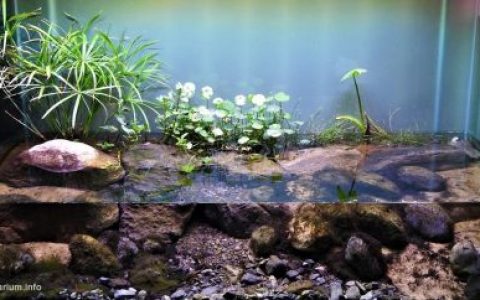 墨西哥生态公园的科约特河原生缸造景 19年64名