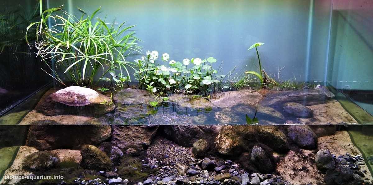 墨西哥生态公园的科约特河原生缸造景 19年64名