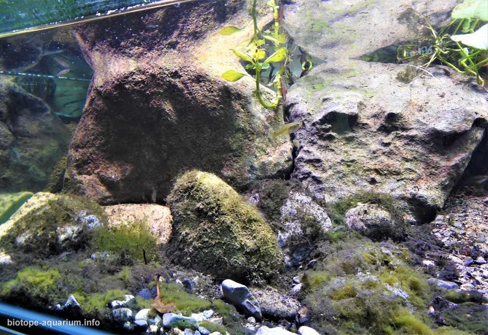 墨西哥生态公园的科约特河原生缸造景 19年64名