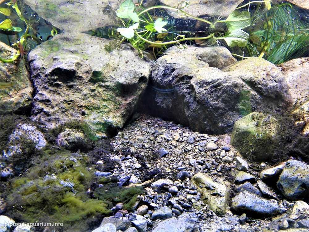 墨西哥生态公园的科约特河原生缸造景 19年64名
