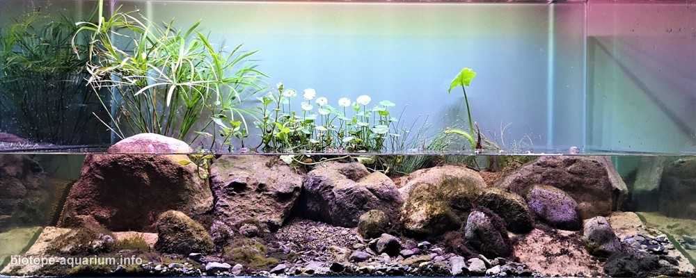 墨西哥生态公园的科约特河原生缸造景 19年64名