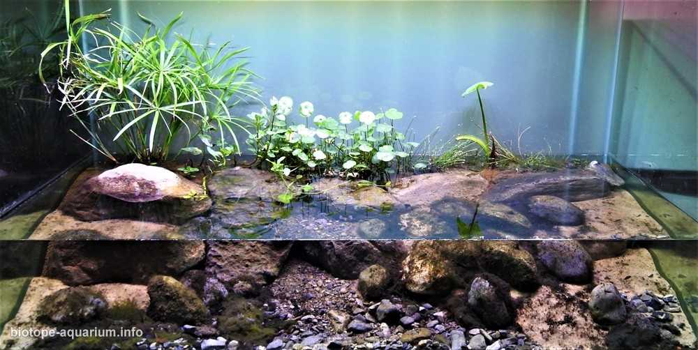 墨西哥生态公园的科约特河原生缸造景 19年64名